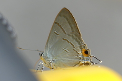 Hypolycaena erylus