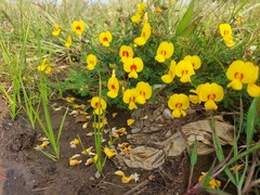 Smithia hirsuta