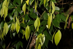 Trochocarpa laurina