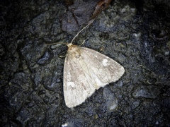 Acosmetia biguttula