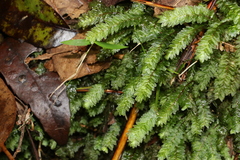 Cyathophorum bulbosum