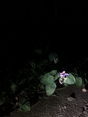 Orychophragmus violaceus