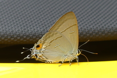 Hypolycaena erylus