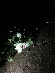 Orychophragmus violaceus