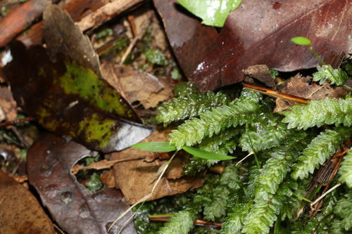 Image of Mesochaete undulata by (c) Greg Tasney, some rights reserved (CC BY-SA)