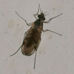 Sylvicola