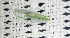 Apertochrysa edwardsi