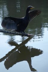 Microcarbo melanoleucos brevirostris