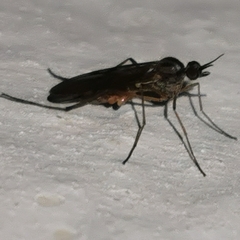 Sylvicola