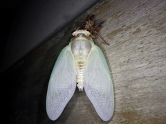 Graptopsaltria nigrofuscata