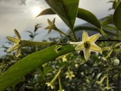 Cestrum nocturnum