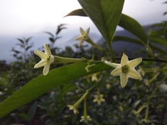 Cestrum nocturnum