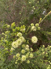 Myrtoideae