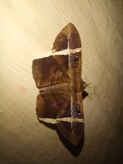 Hemeroblemma mexicana