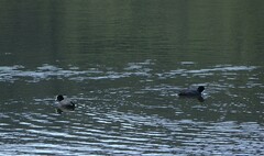 Fulica atra australis