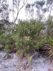 Myrtoideae