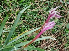Amaryllidaceae