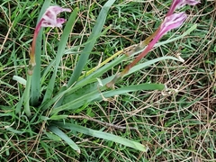 Amaryllidaceae