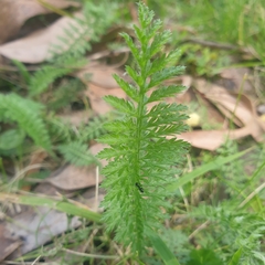 Chaerophyllum eriopodum