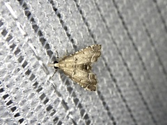 Diplopseustis perieresalis