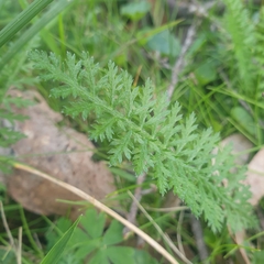 Chaerophyllum eriopodum