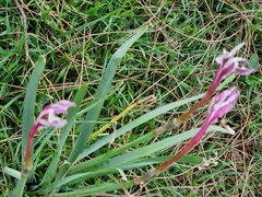 Amaryllidaceae