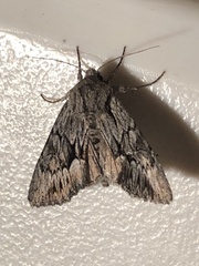 Andropolia