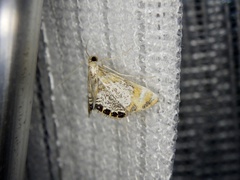 Nymphicula saigusai
