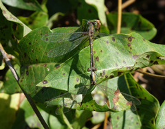 Chalcolestes parvidens