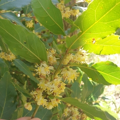 Laurus nobilis