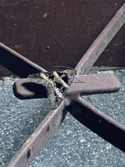 Melipotis perpendicularis