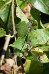 Chalcolestes parvidens