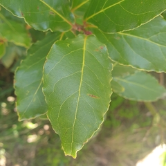 Laurus nobilis