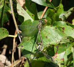 Chalcolestes parvidens