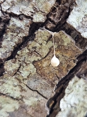 Argyrodes antipodianus