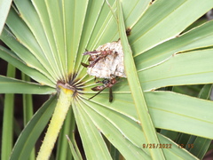 Polistes bahamensis