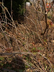Sorbaria