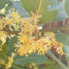 Laurus nobilis