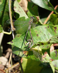 Chalcolestes parvidens