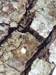 Argyrodes antipodianus