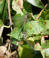 Chalcolestes parvidens