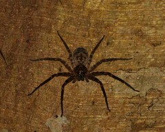 Heteropoda binnaburra