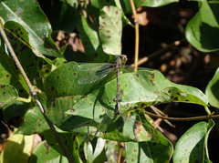 Chalcolestes parvidens