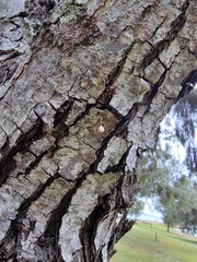 Argyrodes antipodianus