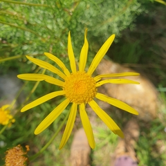 Senecio pinnatifolius