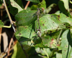 Chalcolestes parvidens