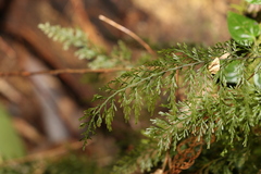 Abrodictyum caudatum