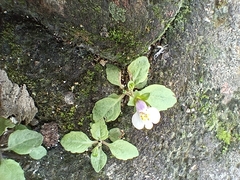 Mazus pumilus