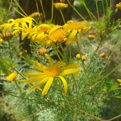 Senecio pinnatifolius