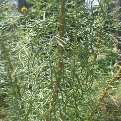 Senecio pinnatifolius